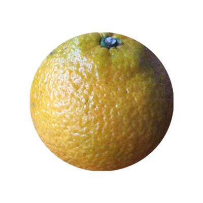 2025象山春香甜柚橘农户自种自销新品种甜桔口感独特当季新鲜采摘