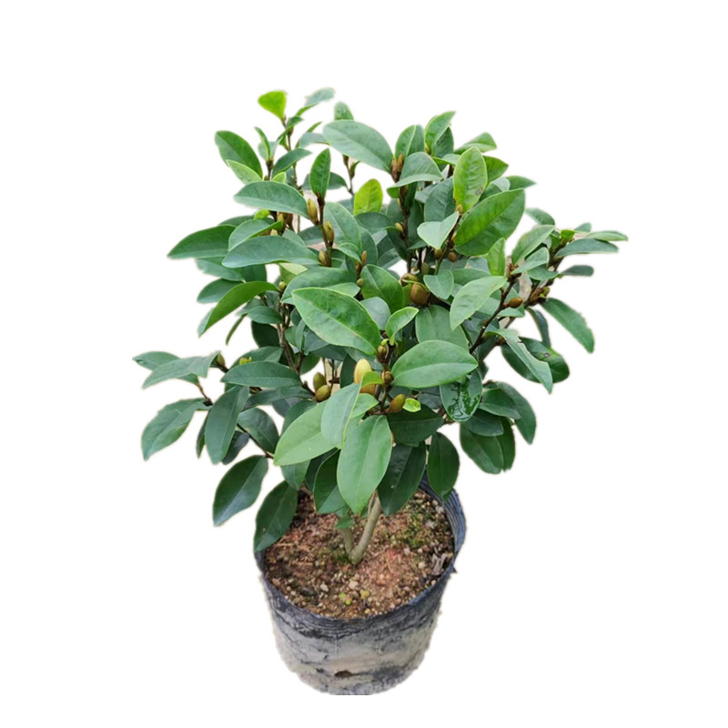 含笑花树苗盆栽带土带叶发货