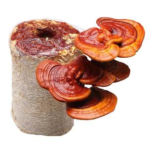 灵芝菌包蘑菇菌种子菌菇种植包平菇香菇磨菇种自种家庭家种