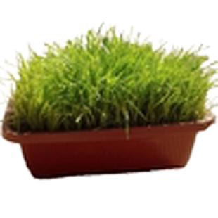 弼淳黄韭盆景南宫特产绿植盆栽好养易活客厅室内韭菜种根送礼品装