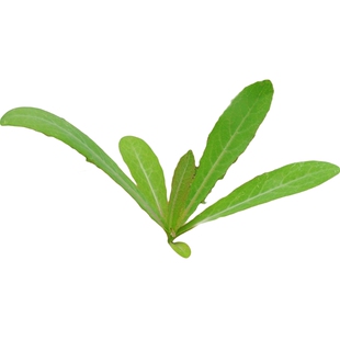 顺丰包邮曲曲菜新鲜曲麻菜苦麻菜苦苦菜苣荬菜野菜现挖当季蘸酱菜