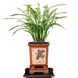 老种四季建兰花苗金丝马尾金边线艺大凤素带花浓香好养室内卉盆栽