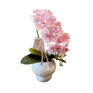 基地价蝴蝶兰盆栽多种带花苞出售耐寒花卉绿植室内兰花苗易活鲜花