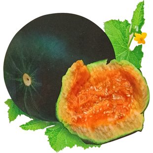 老品种面瓜种籽黄皮黑皮花皮面瓜种子露地生吃甜瓜香瓜四季可留种