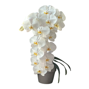 花彩白天鹅蝴蝶兰花盆栽带花苞阳台四季开办公室内桌面年宵花期长
