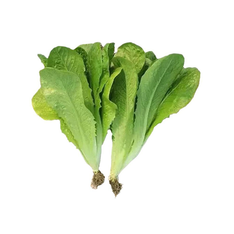 孔雀菜种正宗沙拉生菜种子种籽苗咖啡菜四季可种蔬菜菜种菜苗籽种