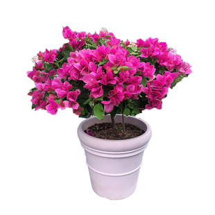 重瓣红三角梅盆栽带花三角梅苗勤花品种爬藤老桩室内花卉植物四季