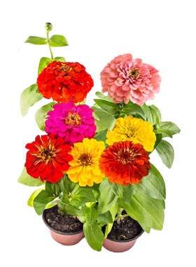 长花期百日草步步高四季种