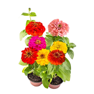 室外绿化花种百日草花籽四季种耐热易活路边植物适合夏天种的草花