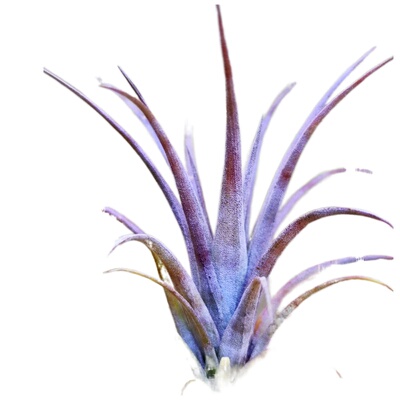 国内手播空凤品种 T.Oriental Dappled Winged Roc东方斑翅鲲鹏