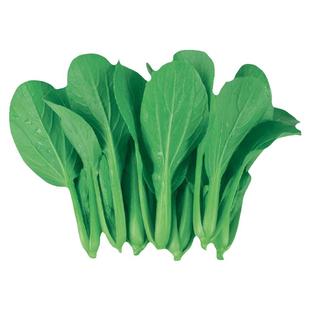 速生鸡毛菜上海青菜种小白菜香菜菜籽四季都可以种的菜籽种种子孑