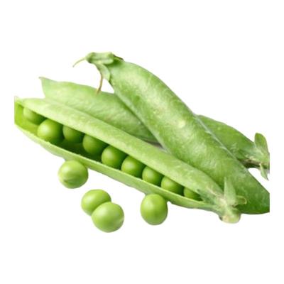 豌豆新鲜采摘颗粒饱满现摘