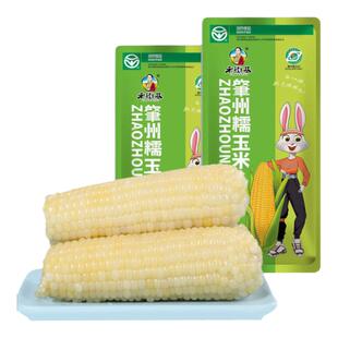 老街基25年新白糯玉米棒260g8根大棒东北甜玉米真空装速食黏苞米