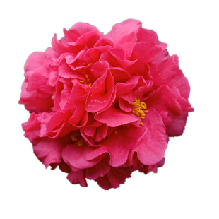 克瑞墨大牡丹香茶花易养活绿植盆栽巨型花卉室内外庭院阳台年宵花