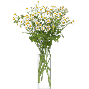 基地小洋甘菊鲜花花束云南直发昆明斗南花市插花水养真花花卉市场