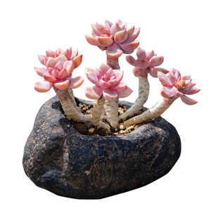 红粉佳人一物一拍浪漫好度夏露养多肉植物禅意造型老桩直播向阳派