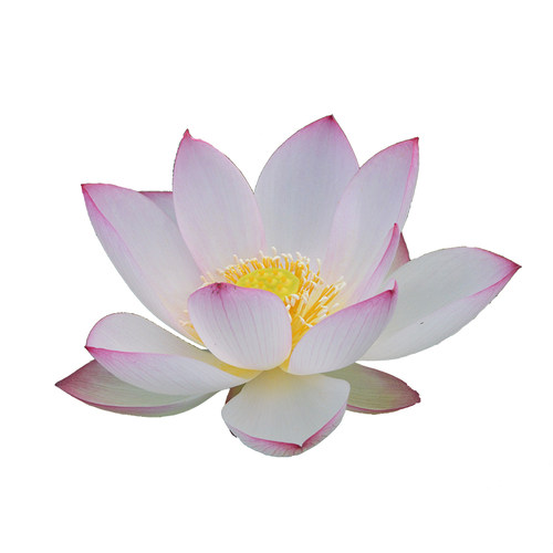 【从珂】碗莲乌托邦-中小微 型阳耐阴台盆栽水生花卉观赏荷花种藕