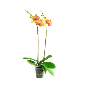 精品蝴蝶兰盆栽带花客厅年宵花