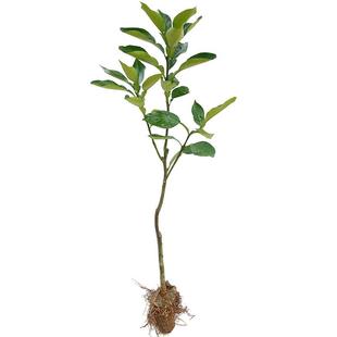 广西沙田柚子树苗木嫁接三红心蜜柚庭院绿化南北方种植盆地栽果苗