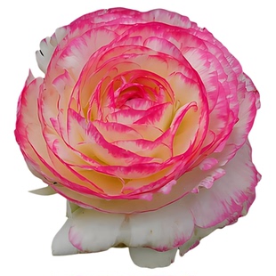 花毛茛花种子花种子四季易种花草卉盆栽植物花种籽子野花花卉种子