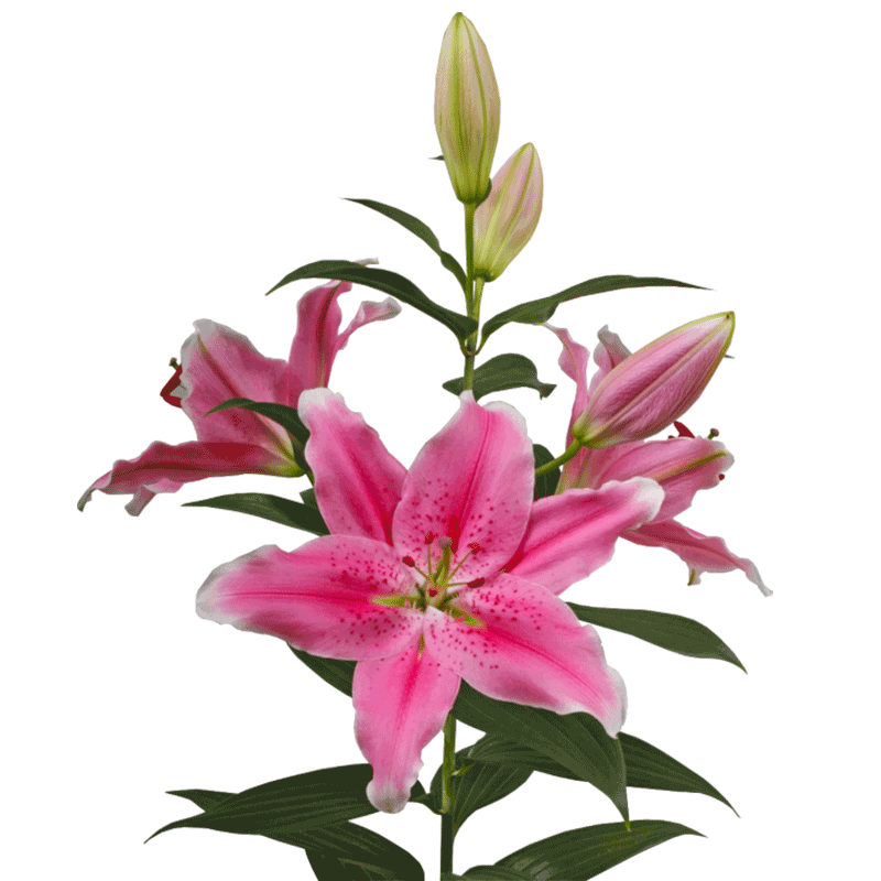 香水百合种球虹越进口西伯利亚索邦索尔邦杂交春百合种球根盆栽