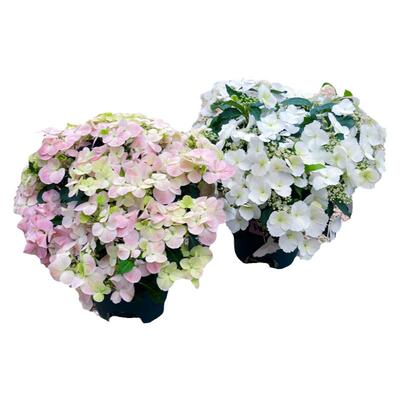 花明月粉色落跑新娘带花苞发货