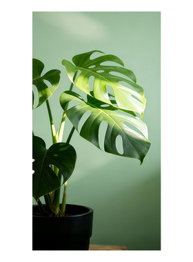 全遮光防窥静电窗贴植物窗花