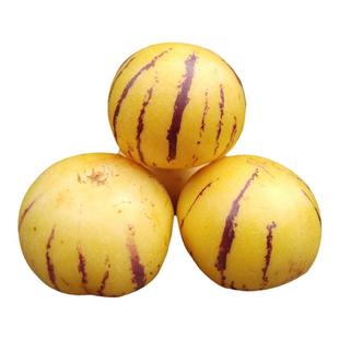 人参果树果苗大苗带土当年结果人叁果苗特大号盆栽水果种子苗秧苗