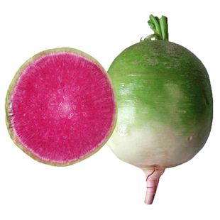 心里美萝卜种子满堂红水果红心四季秋季红肉萝卜籽种籽蔬菜种孑冬