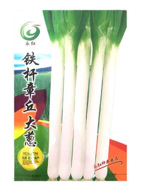 章丘大葱葱种子高白山东