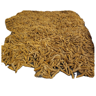 山西新黄谷穗 带壳小米穗 鹦鹉鸟食哈姆仓鼠金丝熊逗鼠棒虎皮牡丹