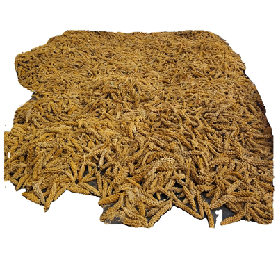 山西新黄谷穗带壳小米穗鹦鹉鸟食