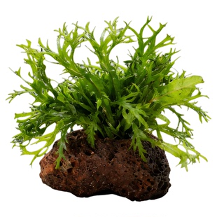 火山石定植水草耐半阴生态缸水草缸专用国产阴性草懒人植物有茎类