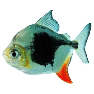 黑桃a银板鱼群养高档龙配