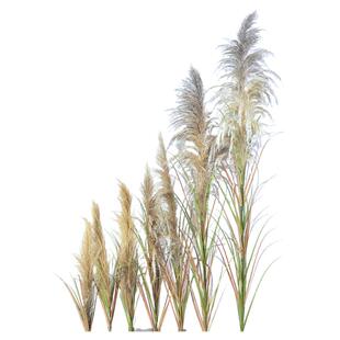 仿真芦苇干花假花北欧ins风客厅玄关插花橱窗隔断装饰绿植造景