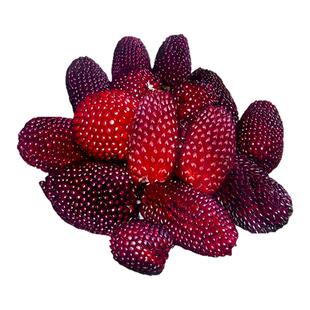 草莓玉米种子种籽菠萝玉米水果新鲜文玩甜玉米棒子老品种四季可种