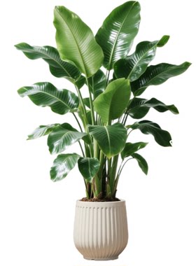 客厅办公室高端好养大型绿植盆栽