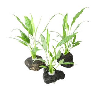 沼泽水边植物龟缸水草挺水流水景观摆件水草观背鳉造景火山石定植