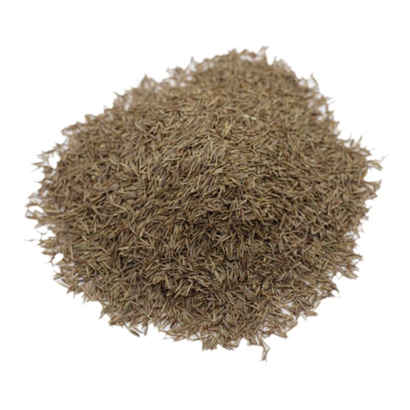 鼠茅草种子果园绿肥生草栽培抑制杂草增肥保湿降温改善果园小气候