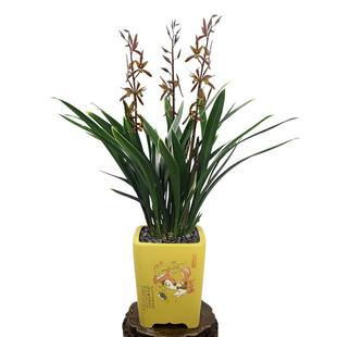 翁源兰花德芳兰业金边墨兰山川爪客厅阳台浓香型花卉绿植园艺盆栽