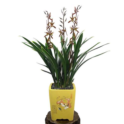 翁源兰花德芳兰业金边墨兰山川爪客厅阳台浓香型花卉绿植园艺盆栽