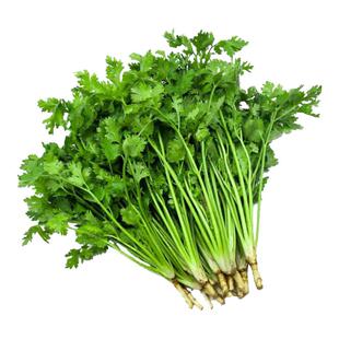 香菜种子四季播种发芽率高阳台盆栽芫荽籽小叶大叶老品种老式本地