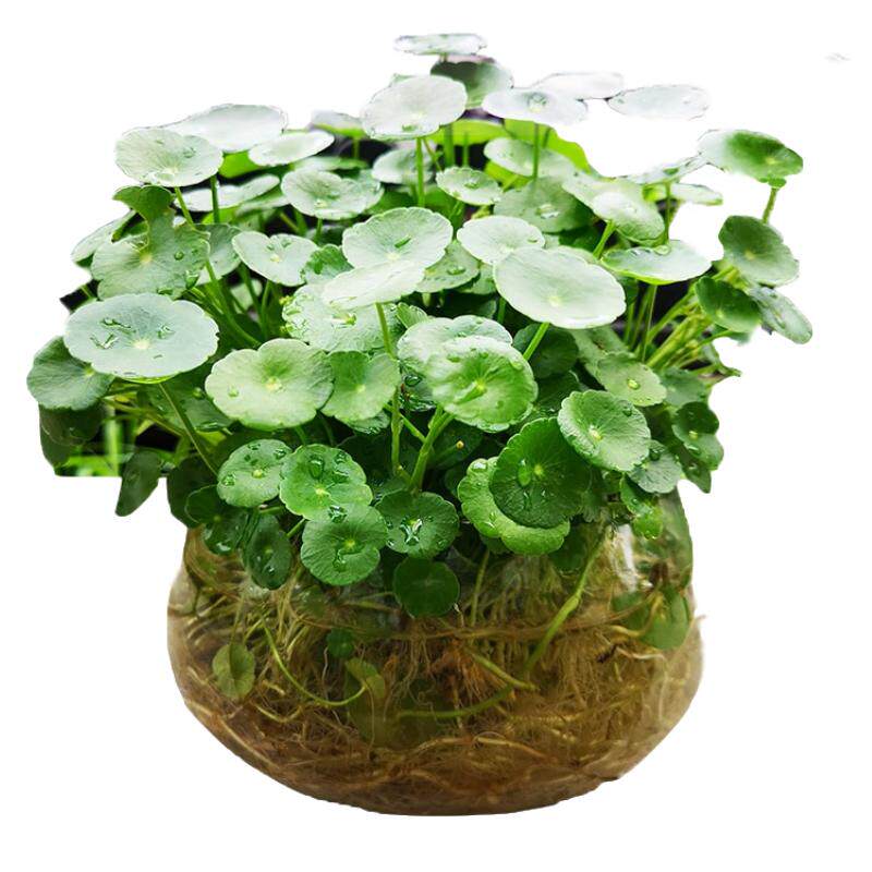 铜钱草水培植物室内阳台招财盆栽好养喜光喜水金钱草吸甲醛小绿植