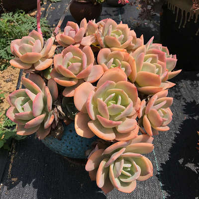 多肉植物 一物一拍白凤大颗好养大型超大好度夏造型老桩肉肉花卉