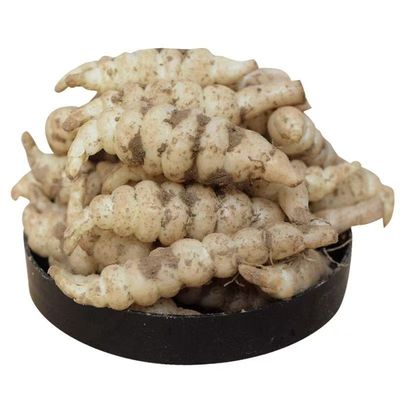 宁夏新鲜螺丝菜现挖宝塔菜地环