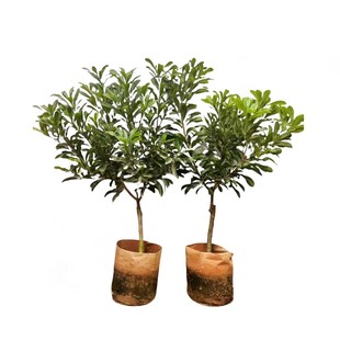 新品种特大果改良高甜度东魁杨梅树苗嫁接苗甜黑炭杨梅果苗大苗