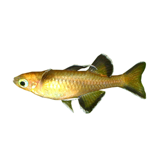 太平洋甜心燕子鱼热带鱼观赏鱼橘色蓝眼珍珠燕子美人七彩霓虹活体