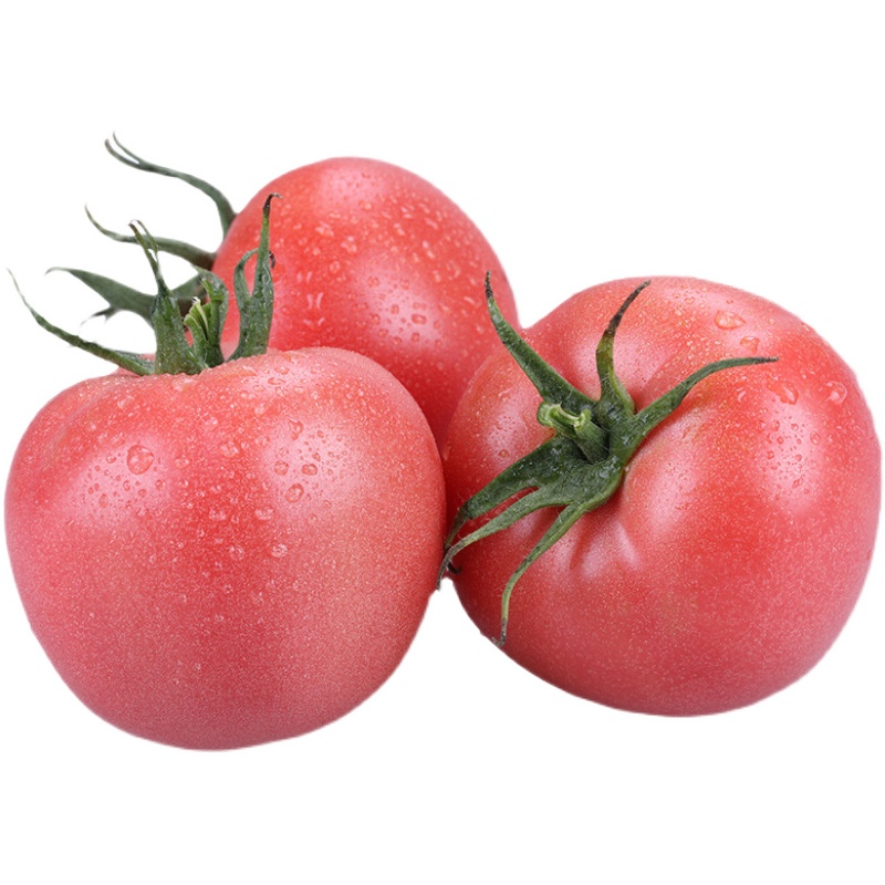 四季小番茄种子苗千禧圣女果矮生西红柿盆栽蔬菜种籽菜苗孑秧果苗