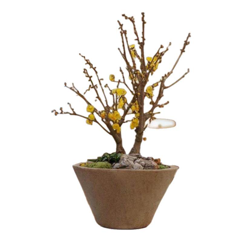 腊梅蜡梅花红梅盆景盆栽阳台绿植室内花卉冬季开花香味浓容易养