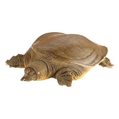 野养甲鱼鲜活外塘生态青黄背团鱼